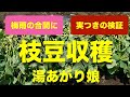 枝豆の育て方 収穫編【実付き確認、植え付けから88日目】湯あがり娘