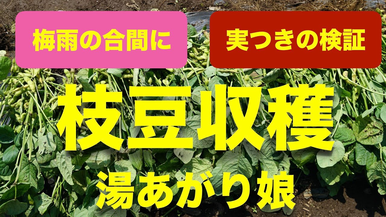 枝豆の育て方 収穫編 実付き確認 植え付けから日目 湯あがり娘 Youtube