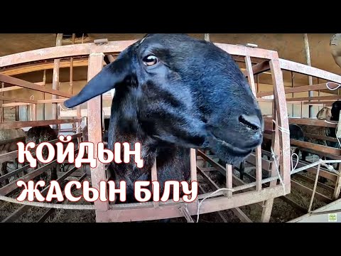 Бейне: Жылқының жасын қалай анықтауға болады