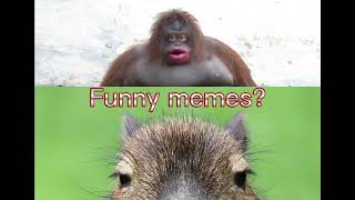 Monke Vs Capybara Edit