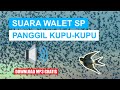 SUARA PANGGIL WALET KUPU-KUPU..