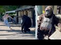 GORILLA JUMP SCARES | Arron Crascall