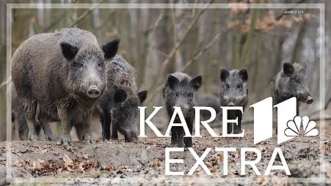 A Texas warning on wild pigs threatening Minnesota