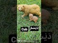 Baby Animals In Arabic