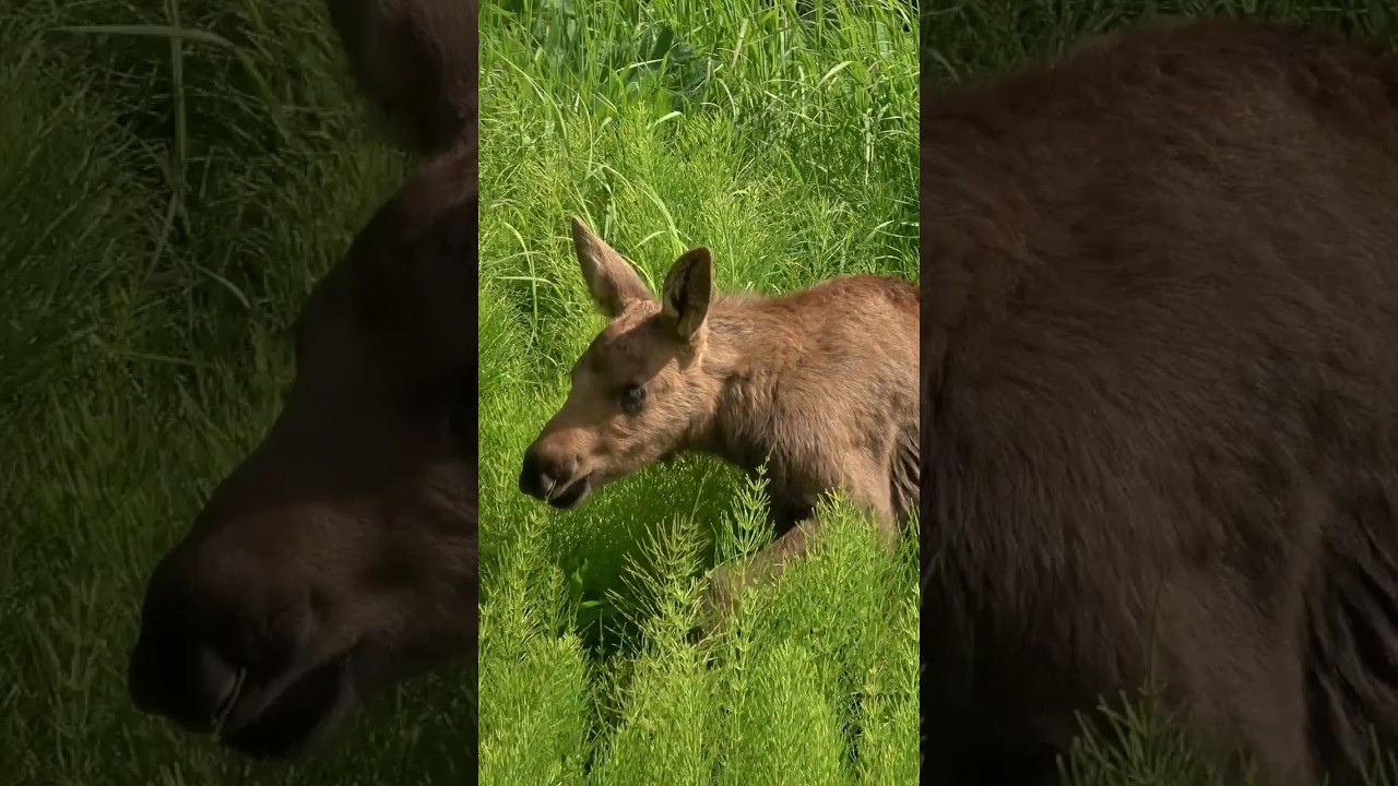 Guess what a BABY MOOSE sounds like