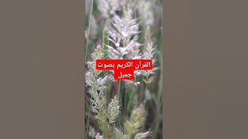 القرآن الكريم بصوت جميل #قرآن #اكسبلور #quran #تيك_توك #القرآن_الكريم #راحة_نفسية #لايك