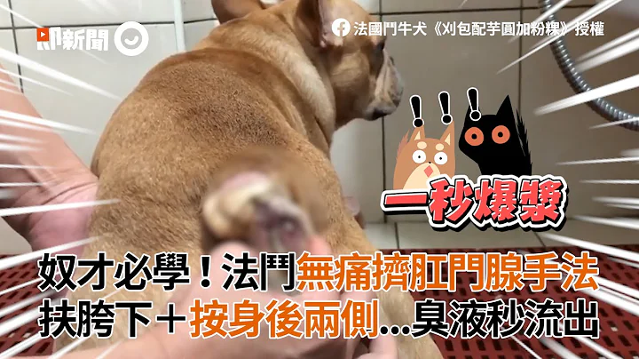 教你幫法鬥犬無痛擠肛門腺 扶胯下 按身後兩側 臭液秒流出｜寵物｜動物｜狗狗｜法國鬥牛犬 - 天天要聞