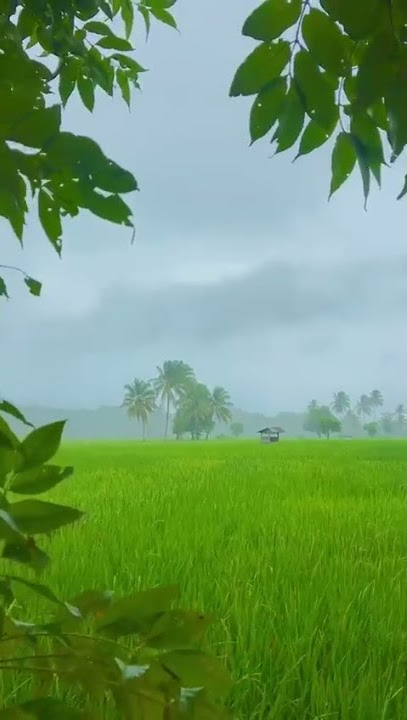 story wa 30 detik || detik' padi terbang viral.....
