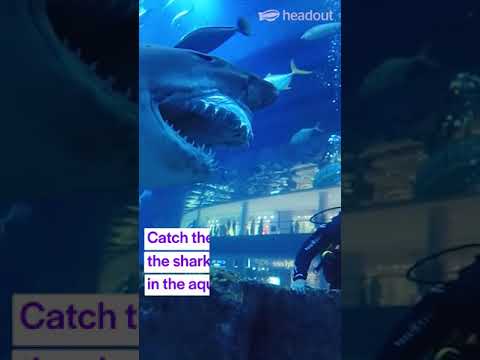 Dubai Aquarium – Swimming with sharks in Dubai Mall #shorts