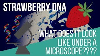 Strawberry Dna Under A Microscope Find Out What Extracted Dna With And Without Stain Looks Like