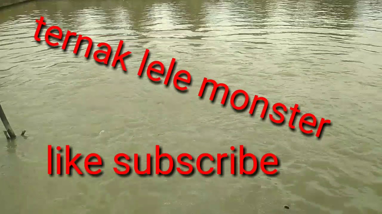 Ternak lele dan gurami di empang 