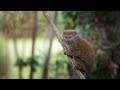 Alaotran gentle lemur - The Magic of Madagascar