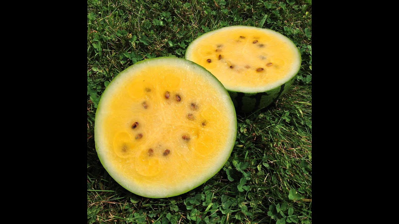 Watermelon Island Day 8! YouTube