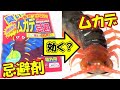 オオムカデをムカデ専用の忌避剤で囲んでみた結果！※Centipede Repellent