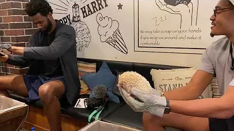 Jordan Poole, Andrew Wiggins and hedgehogs