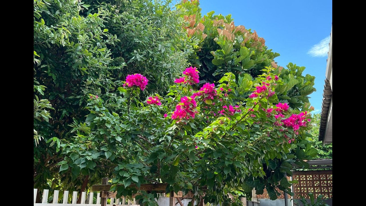 JARDIM DA LAU. AGLAONEMA, NARANTAS, ESPADAS, SANAMBAIAS E MUITAS OUTRAS ESPÉCIES.  Ateliê Florescer