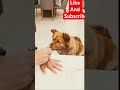 I'm just kidding you dad #tranding  #shorts #shortvideo #ytshorts