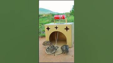 Method Bird Trap - Quail Trap #creative bird trap #shorts