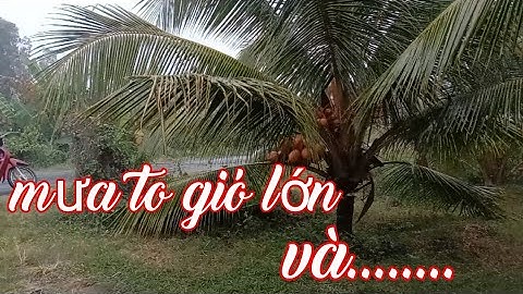 bẫy chuột cống nhum gặp trời mưa gió, thất thu quá xá chỉ đủ tiền xăng thôi