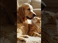 Dog and cat love 💕😘 #anime #shorts