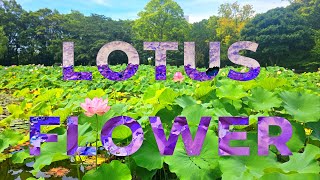 4K | LOTUS Flowers | Expo Commemorative Park | 蓮 | 万博記念公園 by JULI's Travel 677 views 8 months ago 6 minutes, 14 seconds