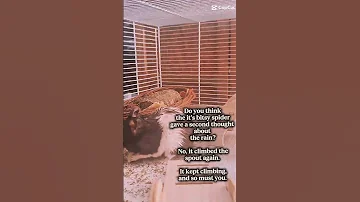 So True Simba Nala Followforfollowback Likeforlikes Subscribe Viralshort Viralvideo 