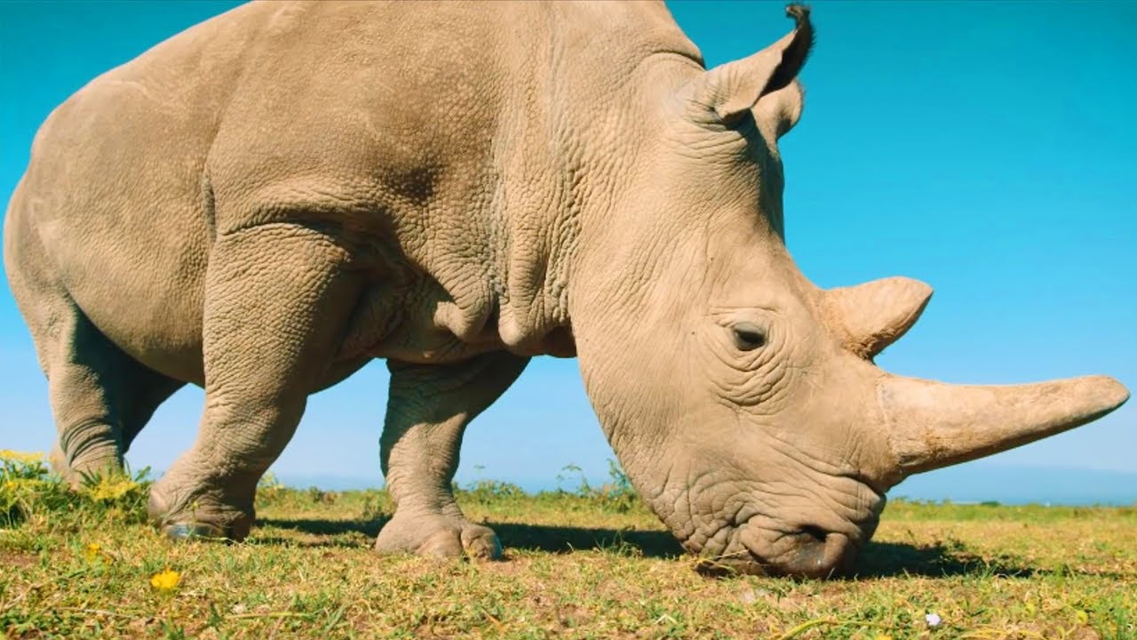 The largest rhino in the world: white rhino - YouTube