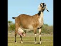 ¿Es recomendable mezclar cabras Nubias con Boer?