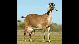 ¿Es recomendable mezclar cabras Nubias con Boer?