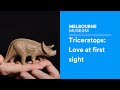 Triceratops: Love at first sight