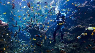 Dive in to the academy’s philippine coral reef tank-- one of deepest
exhibits live corals world. this impressive tank houses a broad range
a...