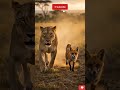 Lioness ran away with a fox 😱 jealous#shorts #wildlife #lion #viralvideo #animals #nature #trending