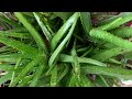 Aloevera plant organic green vatika