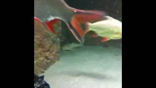 1000 Gal