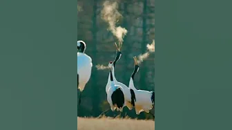 Funny Crane Moments. Whooping Crane Calls #crane #Soundsofnature #shortvideo #shorts #short