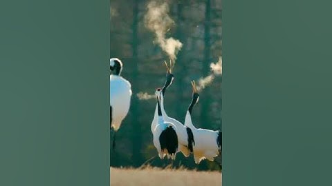 Thumbnail of Funny Crane Moments. Whooping Crane Calls #crane #Soundsofnature #shortvideo #shorts #short
