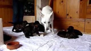 Zwinger-Vom-Rabenhorst.de - Altdeutsche Schäferhundwelpen