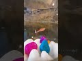 Zebra danios #shorts #youtubeshorts #fish