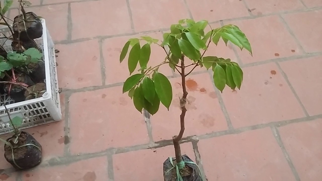 Kết quả hình ảnh cho cây giá»ng vải không hạt