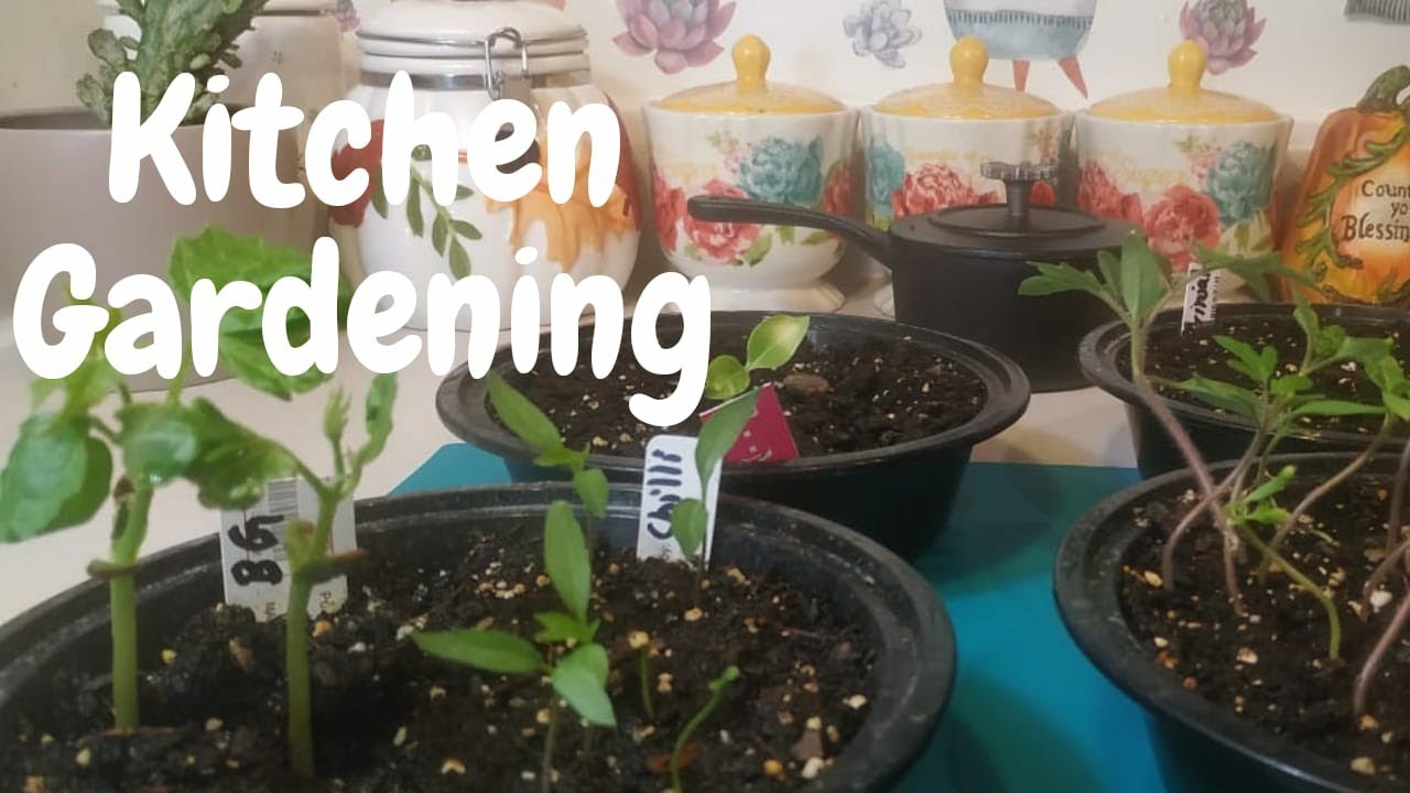 How To Start Kitchen Gardening / Nandavana Kitchen - YouTube