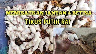 SORTIR TIKUS RAT JANTAN & BETINA