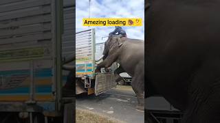 They are loading a large elephant onto a truck #shorts