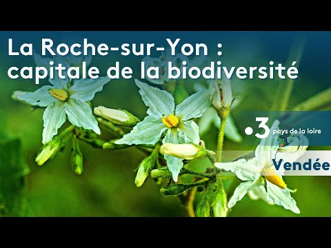 La Roche-sur-Yon, capitale française de la biodiversité durant 1 an