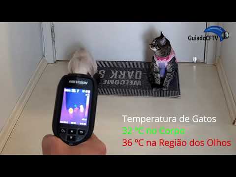 Vídeo: Temperatura Corporal Baixa Em Gatos