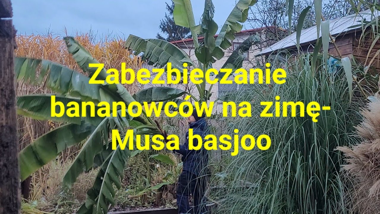 600#. Zabezpieczanie bananowców na zimę- Musa Basjoo. Sprawdzona metoda.
