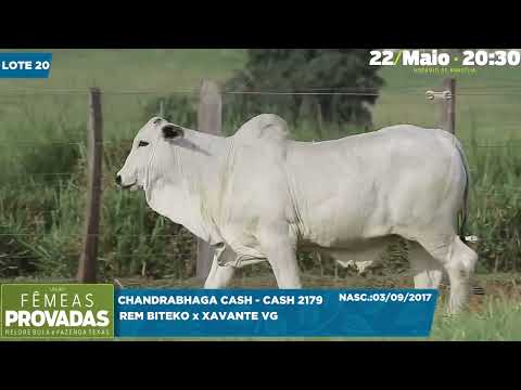 LOTE 20 MMAR 1736 CASH 2179