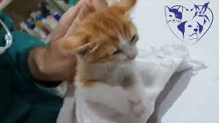 cat seizure by pet's paradise veterinary clinic 130,358 views 4 years ago 4 minutes, 13 seconds