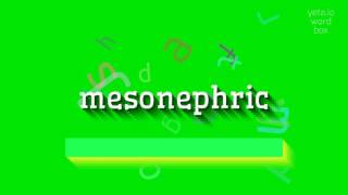 How to say mesonephric! (High Quality Voices)