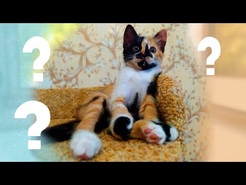 7 причин, почему кошка ест землю. У кота нервы или проблемы со здоровьем?