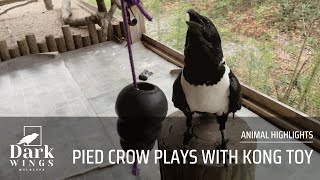 African Pied Crow Plays With KONG Toy